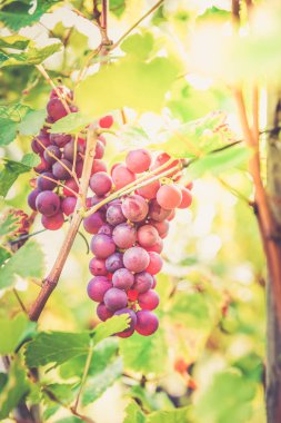 Alsace, Fransa 'da sonbaharda olgun üzümler 