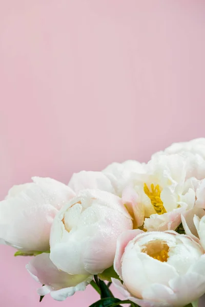 Mooi boeket van witte Chinese pioenrozen met waterdruppels — Stockfoto