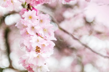 Pembe çiçeği kiraz ağacı dalı, Sakura çiçek yakın çekim