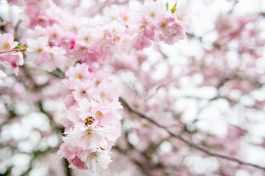 Pembe çiçeği kiraz ağacı dalı, Sakura çiçek yakın çekim