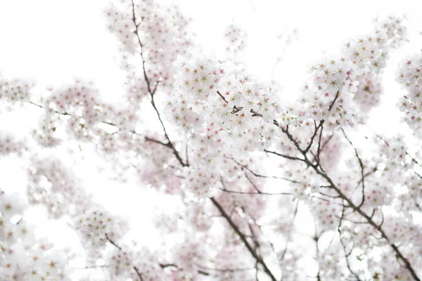 Witte bloesem kersenboom tijdens lente seizoen — Stockfoto