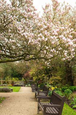 Pembe Manolya ağacı sırasında En ilkbaharda çiçek açan çiçekler ile