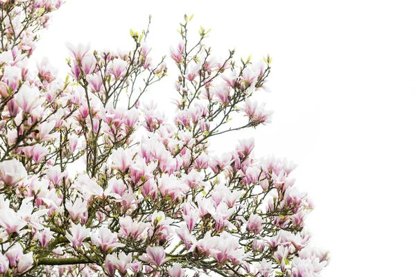 Árbol Magnolia Rosa con Flores Florecientes durante la Primavera en En — Foto de Stock