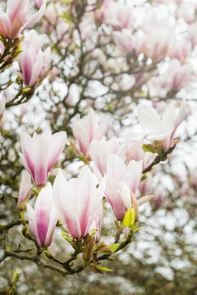 Árbol Magnolia Rosa con Flores Florecientes durante la Primavera en En — Foto de Stock
