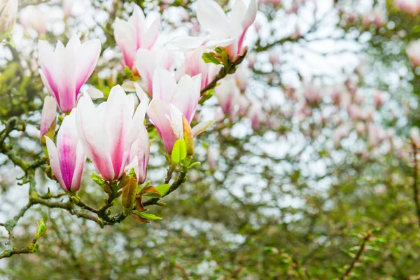 Árbol Magnolia Rosa con Flores Florecientes durante la Primavera en En — Foto de Stock