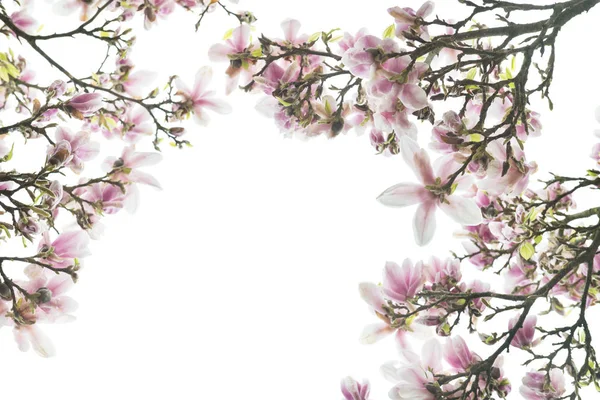 Magnolia rose aux fleurs florissantes au printemps à En — Photo
