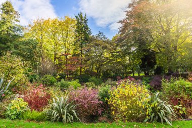 Renkli sonbahar ağaçlar güzel yaprakları ile