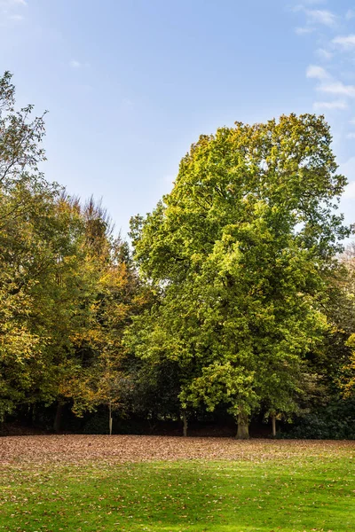 Coloridos árboles otoñales con hermosas hojas —  Fotos de Stock