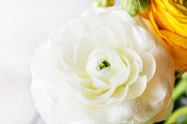 Düğünçiçeği düğün çiçeği çiçek farklı renkler