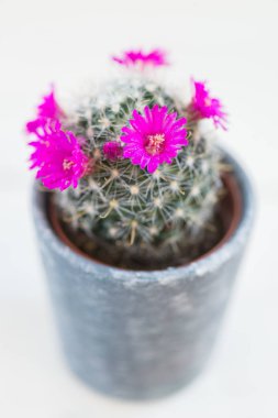 Pota küçük çiçek açan kaktüs 