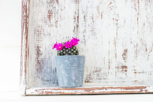 Pota küçük çiçek açan kaktüs — Stok fotoğraf