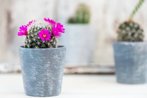 Petits cactus dans les pots sur fond clair — Photo