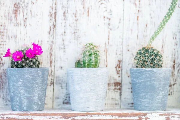 Tiny Cacti in the Pots on Light Background — Stock Photo, Image