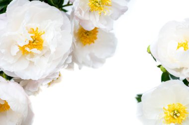 Güzel beyaz Çin peonies buket