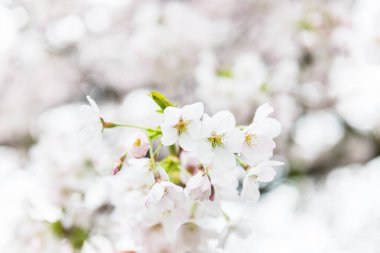 Beyaz çiçeği beyaz arka plan üzerinde bahar mevsiminde kiraz ağacı