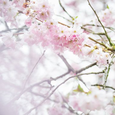 Pembe arka plan bahar mevsiminde pembe çiçeği kiraz ağacı dalı, Sakura, yakın çekim