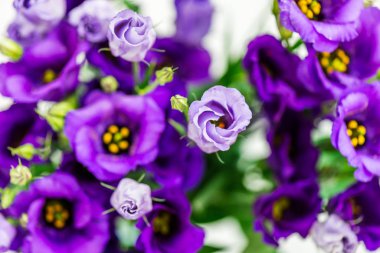 Güzel mor Eustoma buket çiçekler, Lisianthus