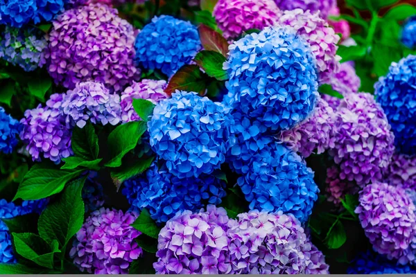 Bellissimi fiori rosa e blu ortensia in giardino — Foto Stock