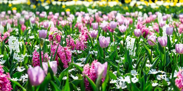 Jardins de flores na Holanda durante a primavera. Close-up de canteiros floridos de tulipas, jacintos, narcisos — Fotografia de Stock