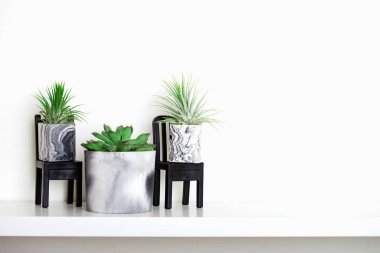 Mermer geometrik sulu bitkiler ve güzel küçük bitkiler.