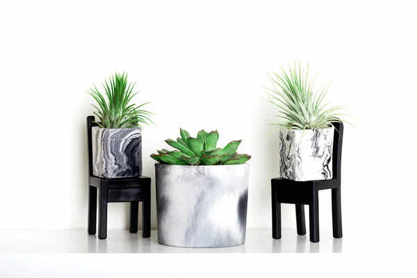 Marbled geometric succulent planters with beautiful tiny plants — Stock Photo, Image