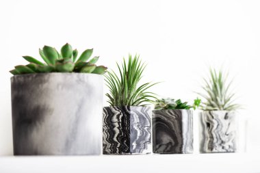 Mermer geometrik sulu bitkiler ve güzel küçük bitkiler.