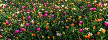 Bahar aylarında Hollanda 'da çiçek bahçeleri. Lale, Hyacinths, Narcissus çiçeklenme çiçekler yakın