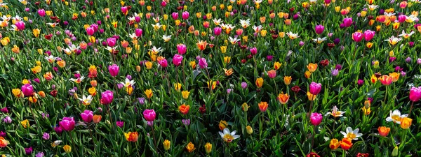 Flower gardens in the Netherlands during spring. Close up of blooming flowerbeds of tulips, hyacinths, narcissus