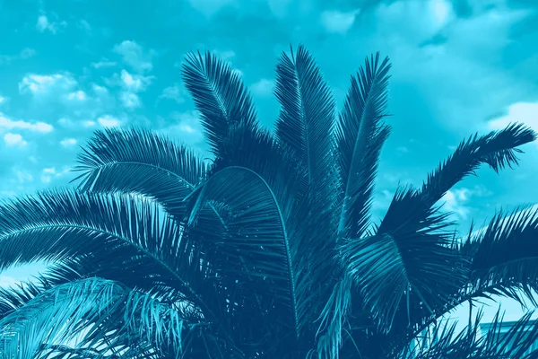 Пальмові дерева чудове небо з хмарами — стокове фото