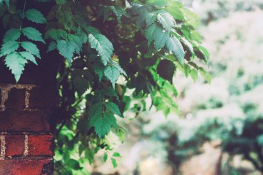 Yeşil çalılı eski tuğla duvar