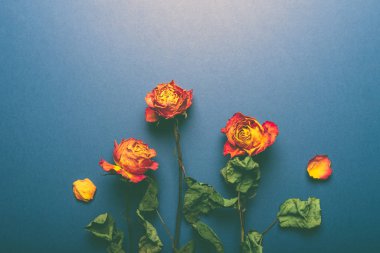 Kurumuş portakal gülleri, bir demet solmuş güzel çiçekler.