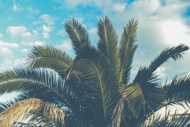 Palmiye ağaçları bulutlarla dolu güzel bir gökyüzü
