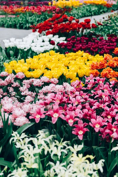 Bloemenperken van bloeiende tulpen — Stockfoto