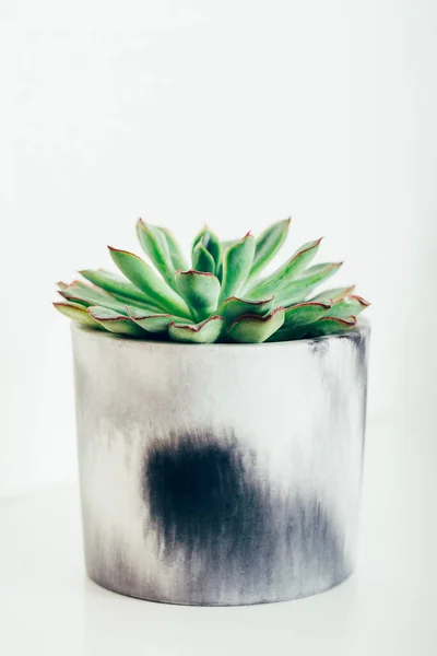 Tiny succulent plants — Stock Photo, Image
