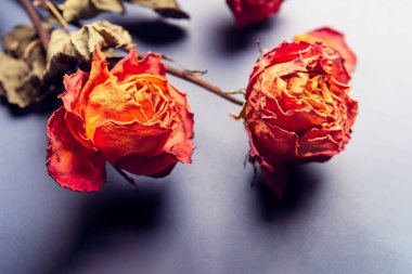 Kurumuş portakal gülleri, bir demet solmuş güzel çiçekler.