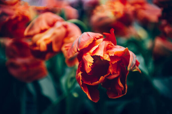 Flowerbeds of blossoming tulips — Stock Photo, Image
