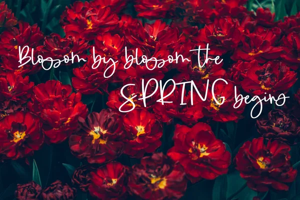 Camas de flores de tulipas florescentes — Fotografia de Stock