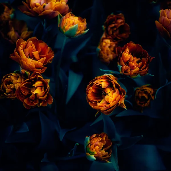 開花チューリップの花壇 — ストック写真