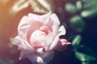 Garden light pink roses