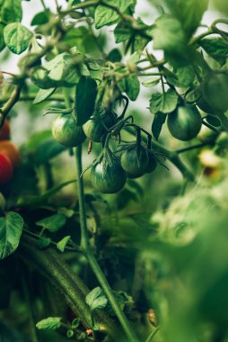 Sebze bahçesinde yetişen kiraz domatesleri.