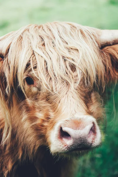 Funny and beautiful hairy highland cow, scottish symbol — Stock Fotó