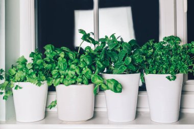 Fesleğen Nane, maydanoz, kişniş.