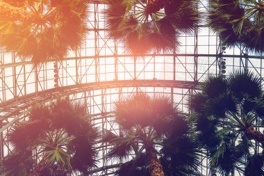 İçinde palmiye ağaçları