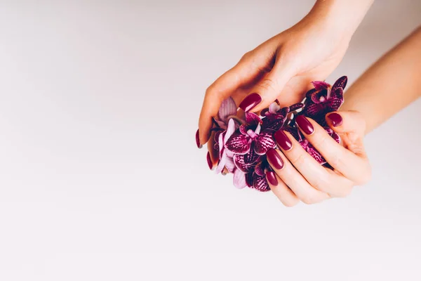 Elegante Manicure Feminina Púrpura Moda Mãos Mulher Estão Segurando Flores — Fotografia de Stock