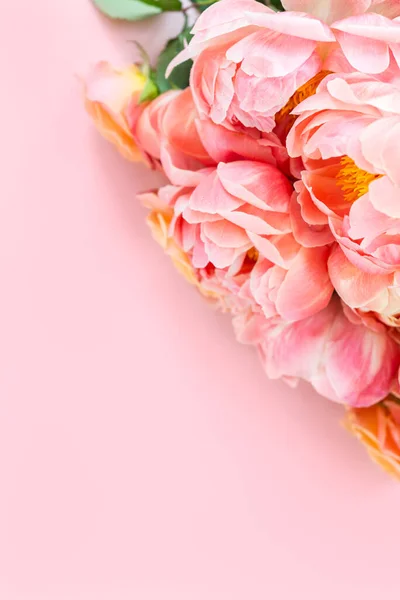 분홍색 배경에 장미가 있습니다 파스텔 이미지닫기 — 스톡 사진