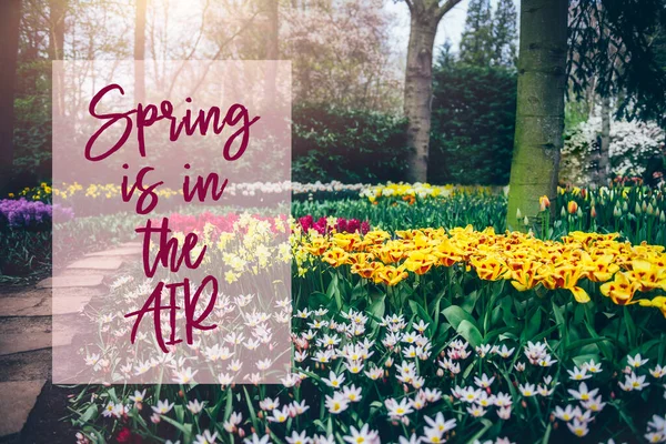 Spring Air Phrase Frame Nice Path Flowerbeds Blossoming Tulips Spring — Stock Photo, Image