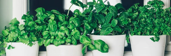 Different kind of fresh green herbs growing in the pots on the kitchen window, such as basil, mint, parsley, coriander. Kitchen live garden, banner size