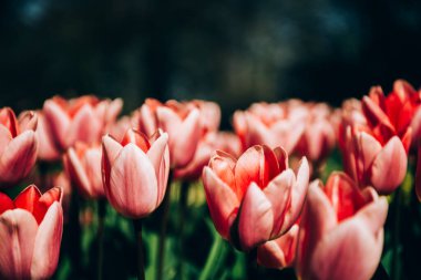 İlkbaharda çiçek açan lalelerden oluşan çiçek açan yataklara yakın. Hollanda, Lisse 'deki dünyanın en büyük çiçek bahçelerinden biri..