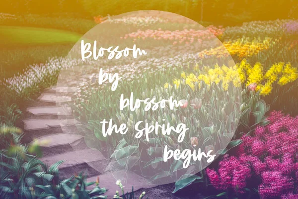 Blossom by blossom the Spring begins phrase in the frame. Nice curvy path between flowerbeds of blossoming tulips during spring. One of the world\'s largest flower gardens in Lisse, the Netherlands.