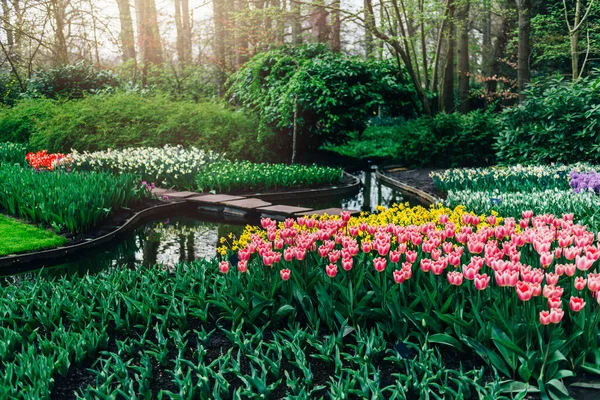 Закрыть Цветущие Клумбы Цветущих Тюльпанов Весной One World Largest Flower — стоковое фото